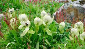 Brahma Kamal  A Detailed Overview Of The Unique State Flower of Uttarakhand